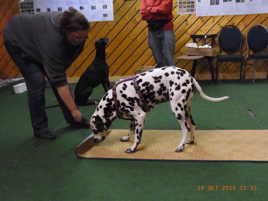 Teppichrolle - Fleckerl5 geschafft!.jpg (886 x 665)